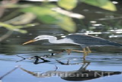 Heron-NT Tiere Heron.jpg